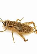 Image result for Live Crickets Retail