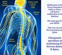 Image result for Lumbar Spine Nerve Roots Anatomy
