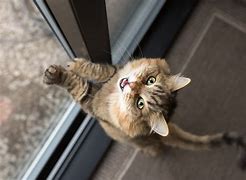 Image result for Cat Separation Anxiety Signs