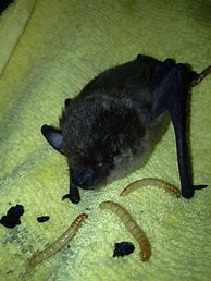 Image result for Big Brown Bat Baby