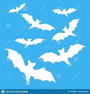 Image result for Pet White Bat