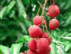 Image result for Lychee