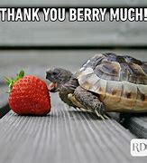 Image result for Funny Animal Thank You Meme