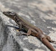 Image result for Aeolian Wall Lizard