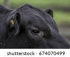 Image result for Bull Cattle
