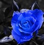 Image result for Random Blue Things