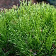 Image result for Pinus nigra Marie Brégeon