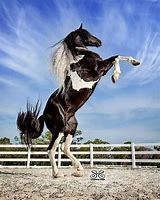 Image result for Paint Horse Rearing