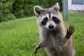 Image result for Raccoon Computer Wallpaper Funny