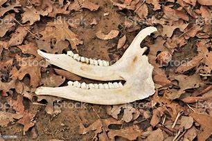 Image result for Small White Tail Deer Jaw Bone