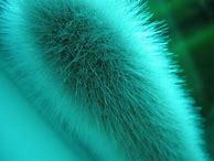 Image result for Fuzzy iPhone Wallpaper
