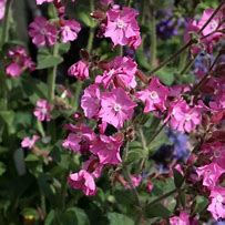 Image result for Silene rubotii Rollies Favorite