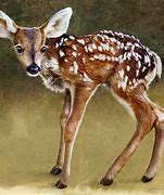 Image result for New Born Deer Legs