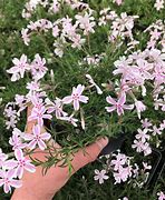 Image result for Phlox subulata Candy Stripe