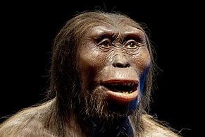 Image result for Hominina