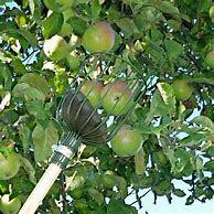 Image result for Apple Picher S