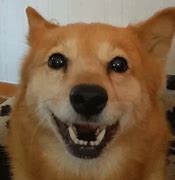 Image result for Doge Dog Meme GIF