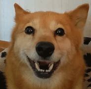 Image result for Crying Animal Meme