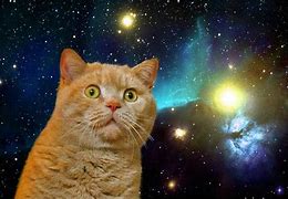 Image result for Funny Pohotoshoot Galaxy Cat