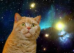 Image result for Funny Pohotoshoot Galaxy Cat