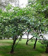 Image result for Ptelea trifoliata