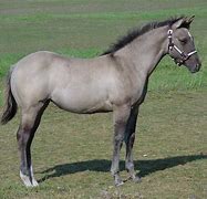 Image result for Azteca Horse