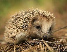 Image result for Hedgehog Pictures