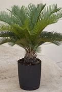 Image result for House Plant Looks Like Mini Palm Trees