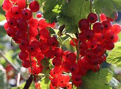 Image result for Ribes rubrum Rovada