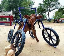 Image result for Disabled Cow