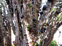 Image result for Brazilian Grape Tree