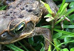 Image result for Kill Poison Bufo Toads