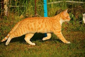 Image result for Orange Cat Head