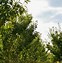 Image result for Prunus serrulata Kanzan