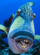 Image result for Craziest Sea Creatures