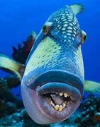 Image result for Weird Deep Sea Creatures