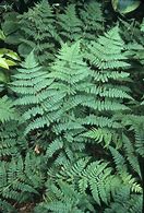 Image result for Dryopteris carthusiana