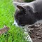 Image result for Cat Jumping for Mouse