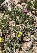 Image result for Draba ventosa