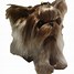 Image result for Yorkie with a Bow PNG