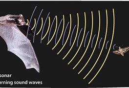Image result for Bats Use Echolocation