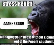 Image result for Stress Reliever Meme