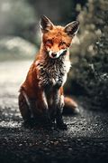 Image result for Cool Fox Wallpaper