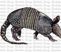 Image result for Armadillo Design