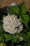 Image result for Hydrangea macrophylla FLAIR 