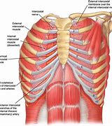 Image result for 3 Chest Muscle Anatomy