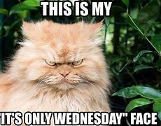 Image result for Funny Wednesday Cat Meme