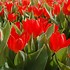 Image result for Tulipa praestans Fusilier