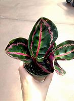 Image result for calathea
