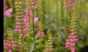Image result for Physostegia virginiana Red Beauty